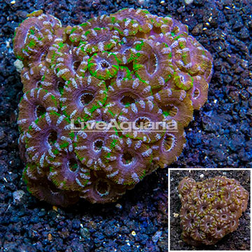 Acan Lord Coral Australia