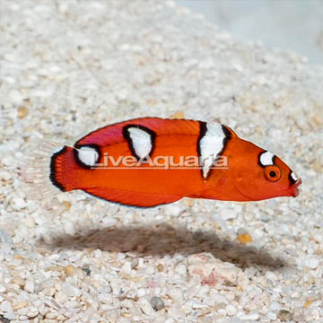 Formosa Wrasse, Juvenile