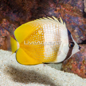 Orange Butterflyfish