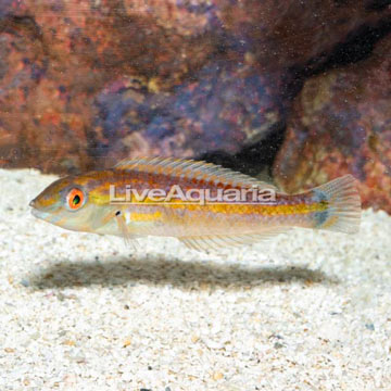 Sri Lankan Wrasse