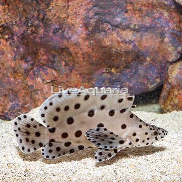 Panther Grouper 