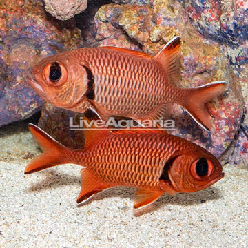 Big Eye Black Bar Soldierfish, Pair