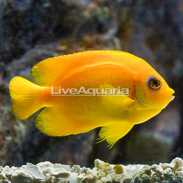 Lemon Peel Angelfish