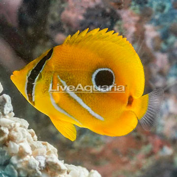 Bennett Butterflyfish 