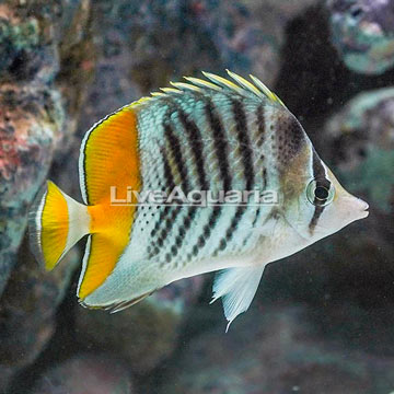 Mertensii Butterflyfish