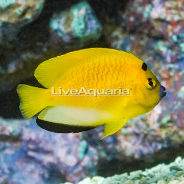 Flagfin Angelfish