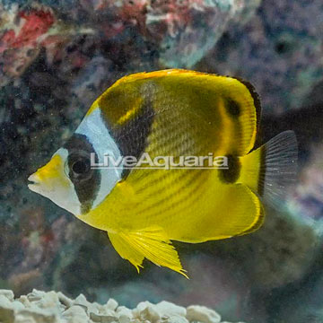 Raccoon Butterflyfish