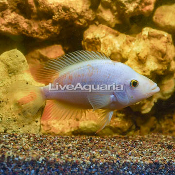 Red Devil Cichlid