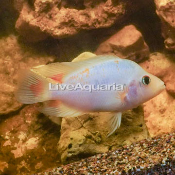 Red Devil Cichlid