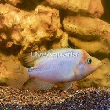 Midas Cichlid  