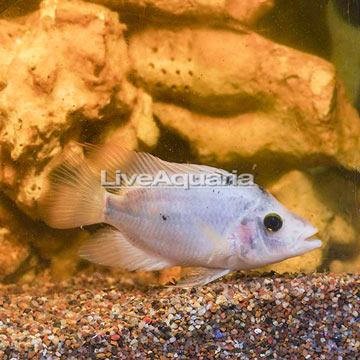 Convict Cichlid