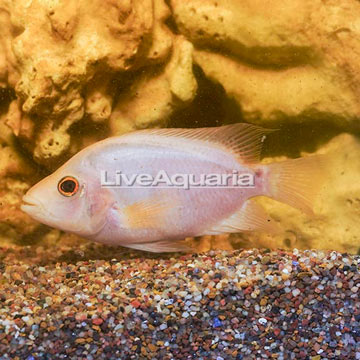 Midas Cichlid  