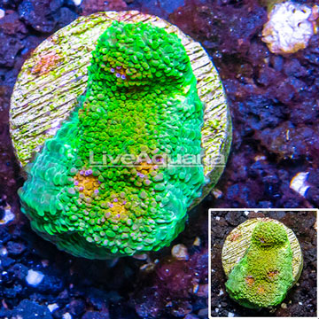 LiveAquaria® Cultured Ultra Chalice Coral