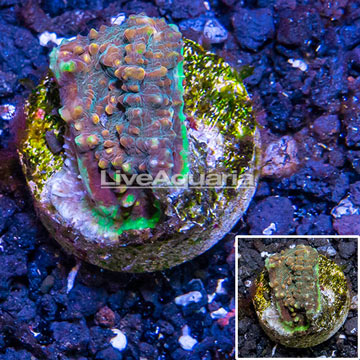 LiveAquaria® Cultured Chalice Coral