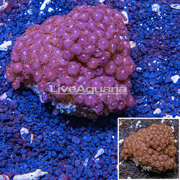 Zoanthus Coral Vietnam