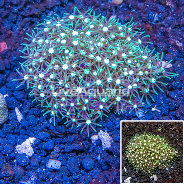 Starburst Polyps Indonesia