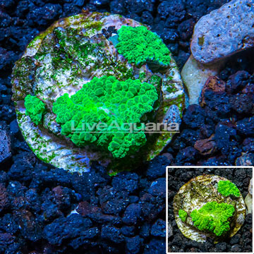 Rhodactis Mushroom Rock Indonesia