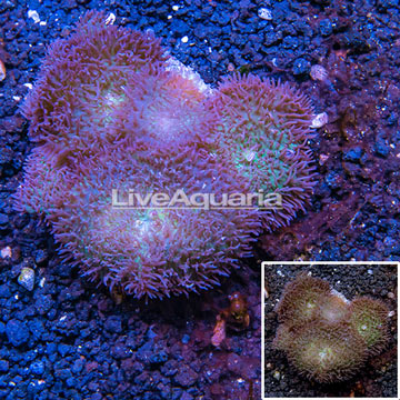 Rhodactis Mushroom Coral Indonesia