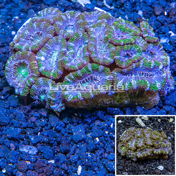 Acan Lord Coral Australia