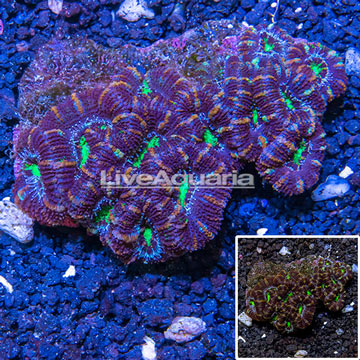 Acan Lord Coral Australia