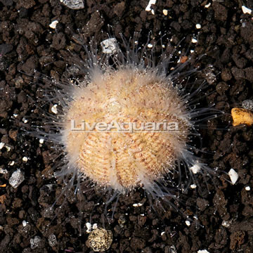 Purple Short Spine Pincushion Urchin