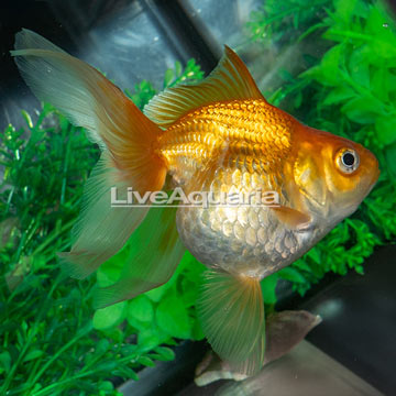 Gold Ryukin Goldfish