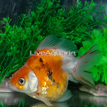 Calico Fantail Goldfish