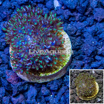 LiveAquaria® Cultured Sympodium Coral