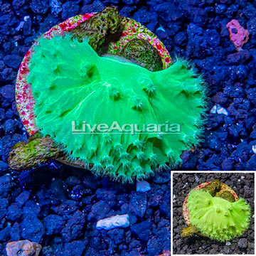 LiveAquaria® Cultured Cabbage Leather Coral