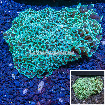  Hammer Coral Australia 