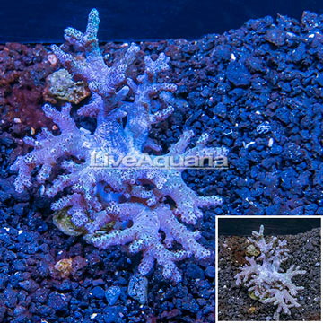 Sinularia Leather Coral Vietnam