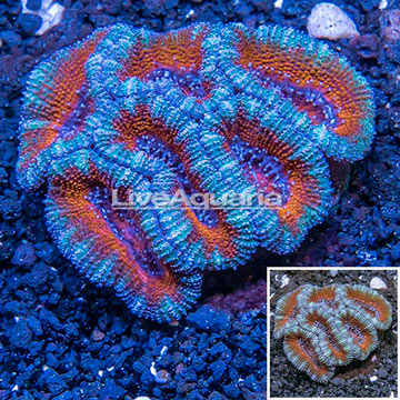 Acan Lord Coral Australia