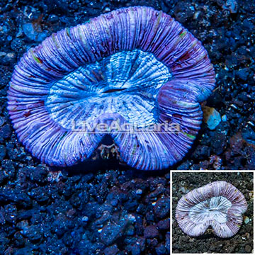 Open Brain Coral Australia