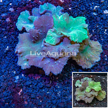 Cabbage Leather Coral Indonesia