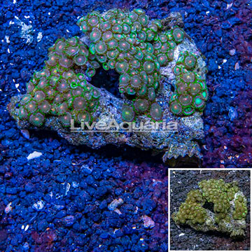 Zoanthus Coral Vietnam