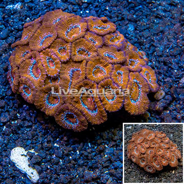 Acan Lord Coral Australia