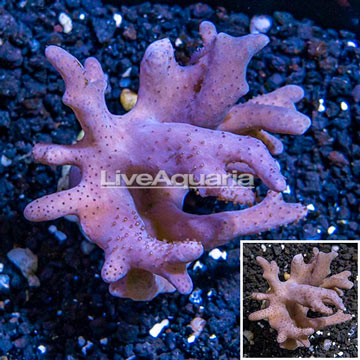 Sinularia Leather Coral Vietnam