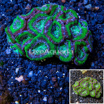 Acan Lord Coral Australia