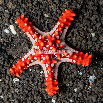 Knobby Red Sea Star 