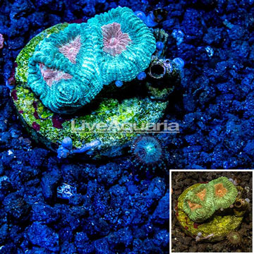 LiveAquaria® Cultured Goniastrea Coral