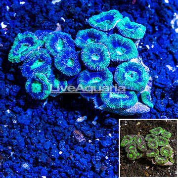 Acan Lord Coral Australia