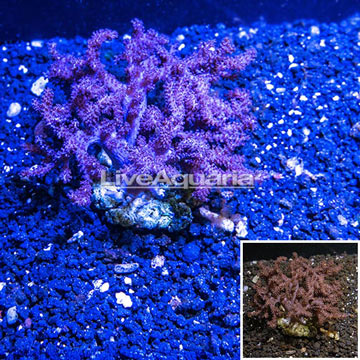 Cauliflower Colt Coral Indonesia