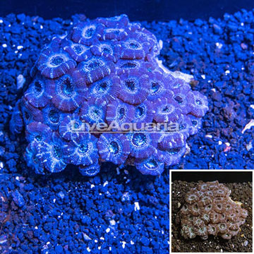 Acan Lord Coral Australia