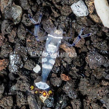 White Spot Anemone Shrimp