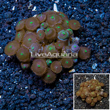 Zoanthus Coral Vietnam