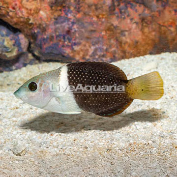 Banner Wrasse 