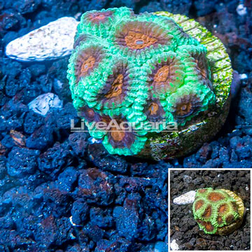 LiveAquaria® Cultured Dipsastrea Brain Coral