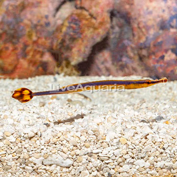 Blue Stripe Pipefish [Expert Only]