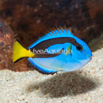 Blue Tang