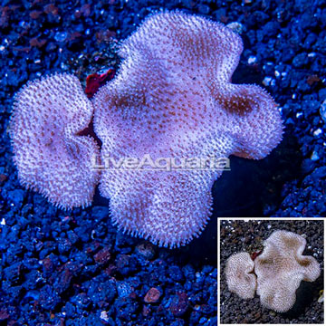 Toadstool Leather Coral Vietnam